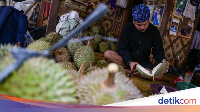 Menikmati Durian Khas Baduy, Diserbu Turis-turis Eropa