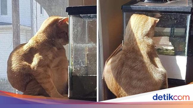 Aksi Absurd Si Kucing yang Bikin Gemas