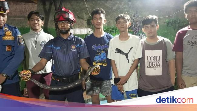 Hiii! Ular Kobra Masuk Rumah Warga di Depok, Damkar Turun Tangan