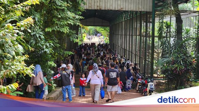 Long Weekend, Warga Ramai Kunjugi Taman Margasatwa Ragunan