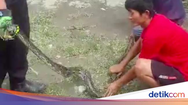 Heboh di Bekasi: Warga Ribut Gara-Gara Sarang Ular Sanca, Apa yang Sebenarnya Terjadi?