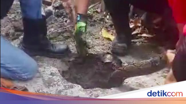 14 Sanca Bersarang di Septic Tank Warga Bekasi, Paling Panjang 3,5 Meter