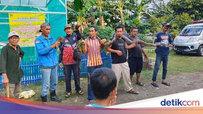 1 Indukan Ular Sanca dari Sarang Septic Tank di Bekasi Masih Dicari