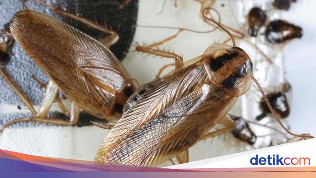 Kecoa Nggak Bakal Balik Lagi, Coba Manfaatkan 5 Bahan Makanan Ini