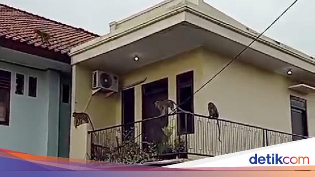 Viral Gerombolan Monyet ‘Serbu’ Perumahan di Bekasi Bikin Takut Warga