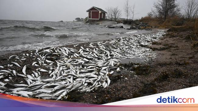 Jutaan Ikan Mati Muncul di Pantai Finlandia