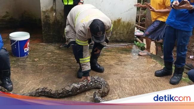 Damkar Evakuasi Ular Sanca 3 Meter Usai Mangsa 2 Ayam Warga Depok