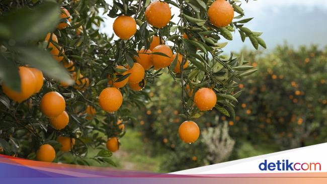 Kena Getok Tarif Trump 50%, Petani Jeruk Brasil Terancam Bangkrut Massal
