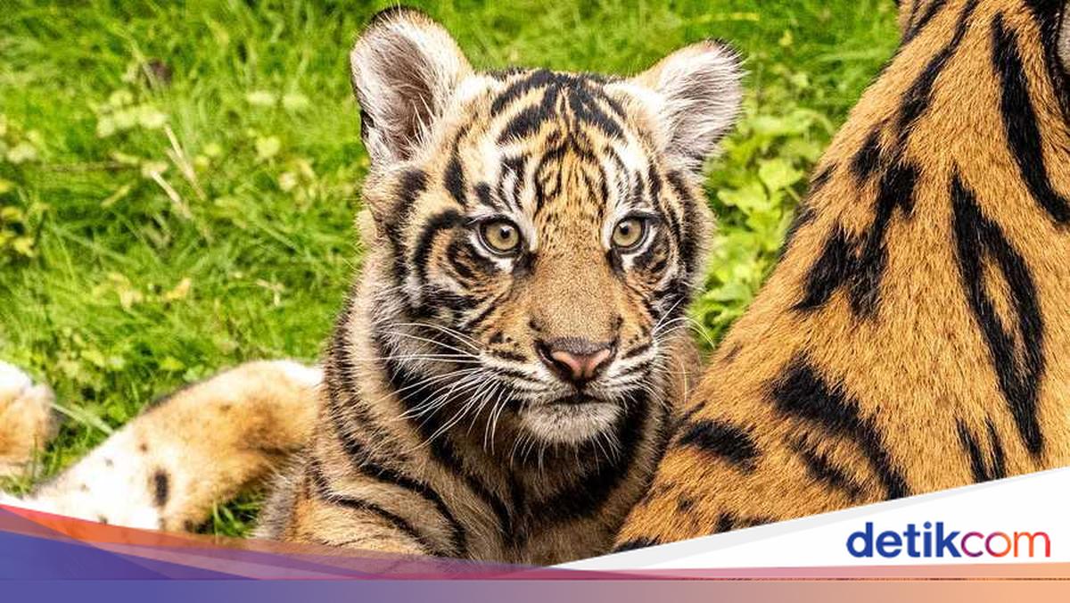 Bakso, Anak Harimau Sumatera Debut di Disney!