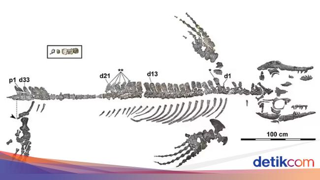 'Godzilla' di Dunia Nyata Teror Lautan 72 juta Tahun Lalu