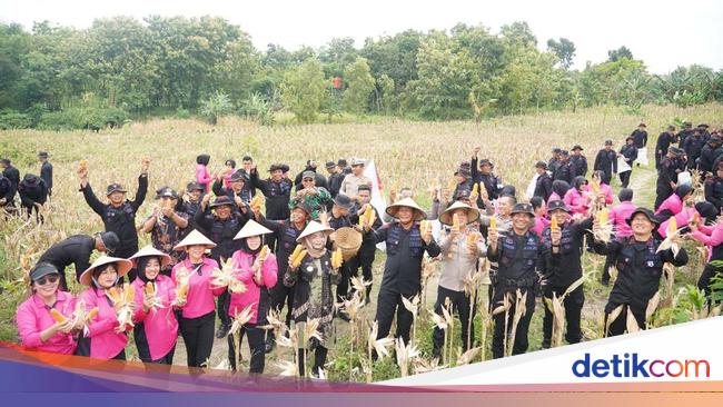 Irwasum Polri Apresiasi Satbrimob Polda Jateng Panen 9 Ton Jagung