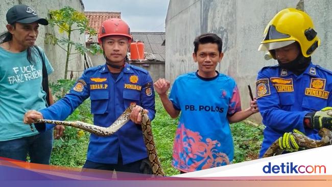 Damkar Evakuasi Ular Sanca 2,5 Meter Usai Mangsa Ayam Milik Warga Depok