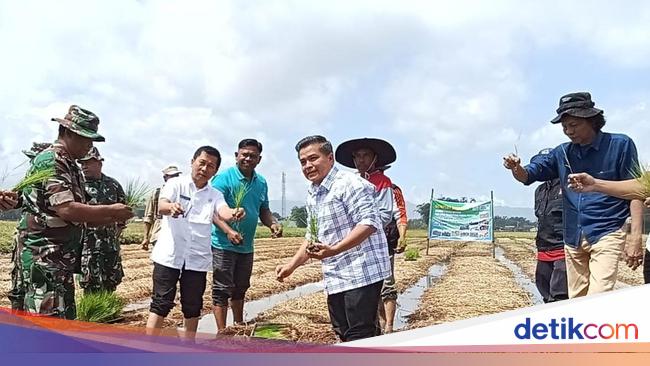 Mengenal Sawah Bapokok Murah: Mudah Dipraktikkan, Panen Padi 2 Kali Lipat