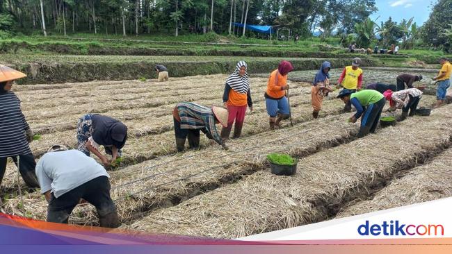 Tak Hanya Padi, Sawah Bapokok Murah Juga Bisa Hasilkan Belut