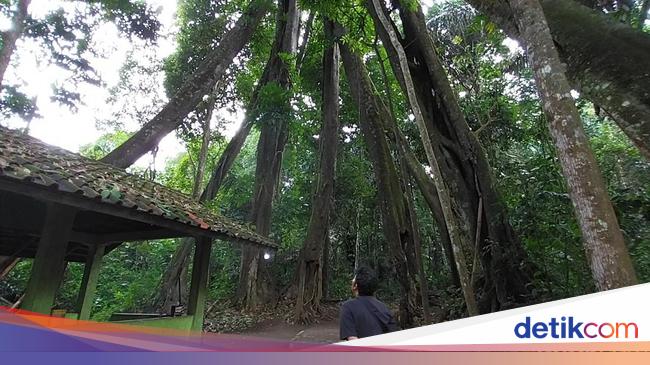 Ini Mitos yang Bikin Pohon Berkaki 8 di Majalengka Hampir Punah