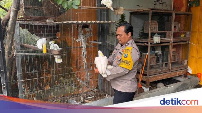 Aipda Man Odix, Pak Bhabin yang Gigih Lestarikan Kakaktua-Jalak di Mojokerto