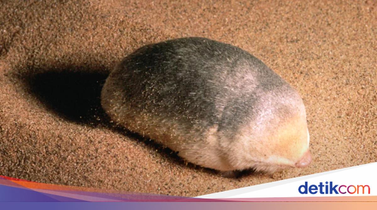 絶滅したと思われていた黄金のモグラ、約90年の時を経て再び出現