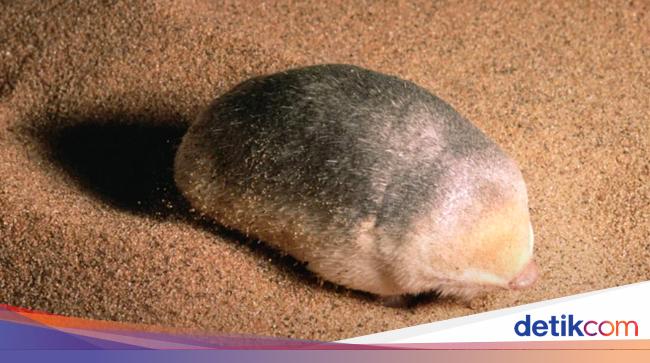 Dikira Punah, Tikus Tanah Emas Muncul Lagi
