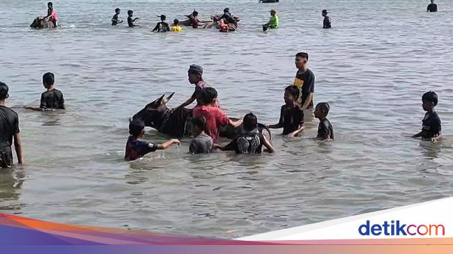 Mengintip Tradisi Rasol, Memandikan Sapi Usai Musim Tanam di Bawean