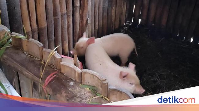Wakil Katib Syuriah PWNU Jateng Tolak Keras Investasi Peternakan Babi ...