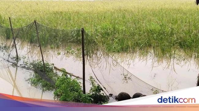 Petani di Lebak Gagal Panen Usai Sawah Terendam Banjir