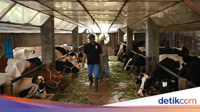 Alasan Impor Sapi Hidup Tak Lagi Dibatasi