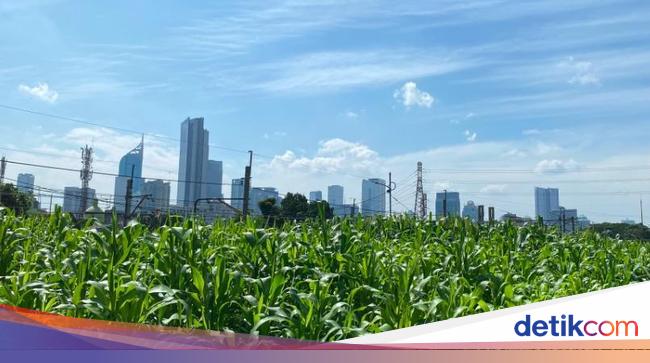 Pemandangan Tak Biasa: Kebun Jagung di Tengah Jakarta