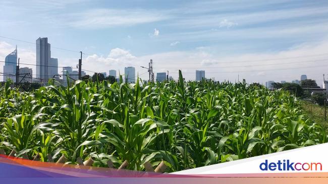 Awal Mula Ada Kebun Jagung di Tengah Impitan Gedung Jakarta