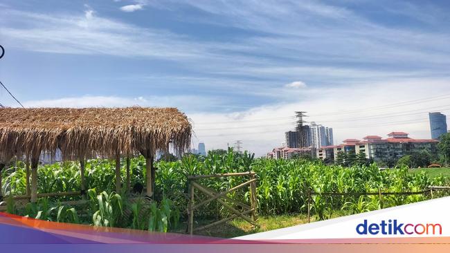 Cerita Lahan Tidur Penuh Sampah di Tengah Jakarta Disulap Jadi Kebun Jagung