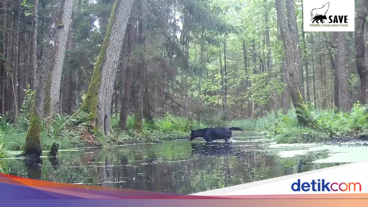 Serigala Hitam Langka Tertangkap Kamera