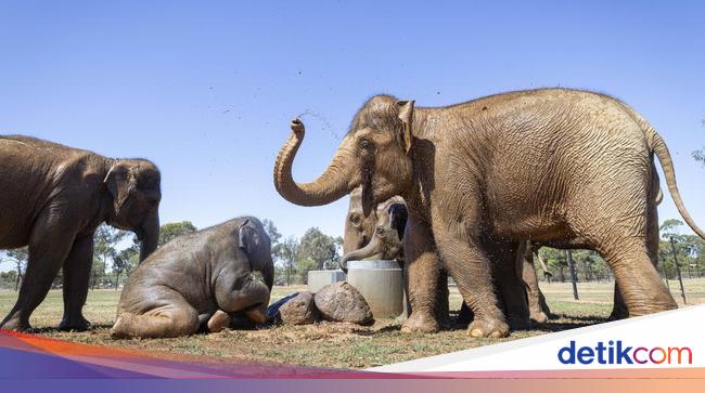 Upaya Kebun Binatang Australia Pindahkan 9 Gajah ke Rumah Baru