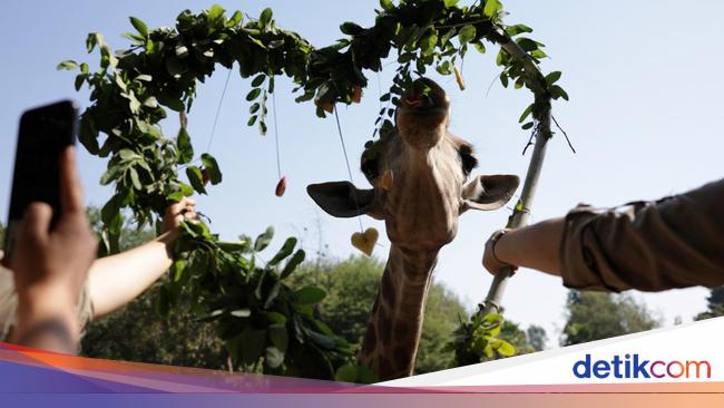 Hewan-hewan di Kebun Binatang Chile Juga Merayakan Hari Valentine