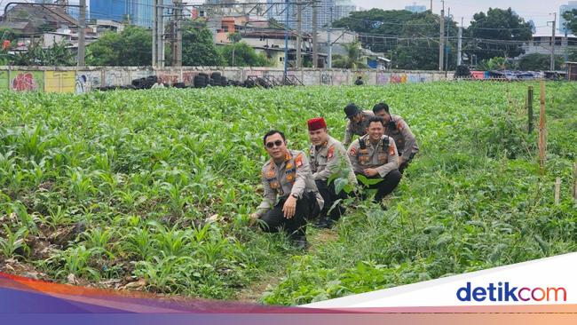 Kebun Jagung di Jakpus Panen Perdana Bulan Depan, Untuk Siapa Hasilnya?