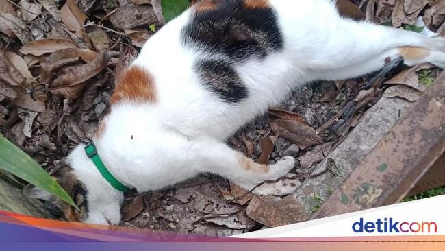Geger Belasan Kucing di Malang Mati Mendadak, Kejang-Lidah Membiru