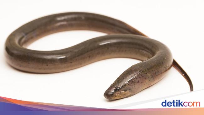 Belut Tergolong Ular atau Ikan? Tubuh Panjang dan Bernapas dengan Kulit