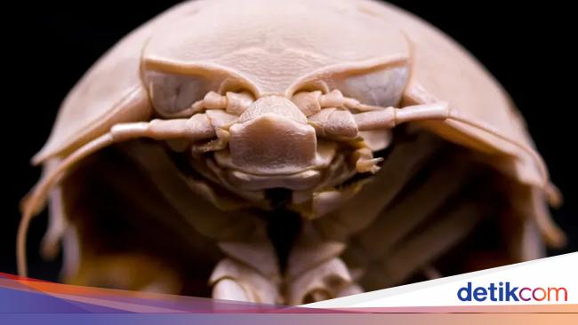 Kutu Laut Raksasa Berkaki 14 Bisa Lawan Hiu