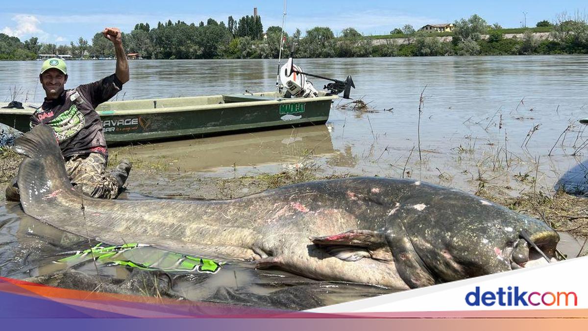 7 Ikan Lele Raksasa yang Pernah Ditangkap, Ada Sebesar Beruang