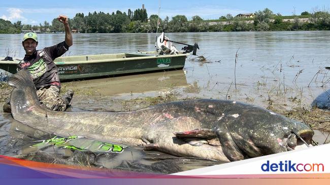 7 Ikan Lele Raksasa yang Pernah Ditangkap, Ada Sebesar Beruang