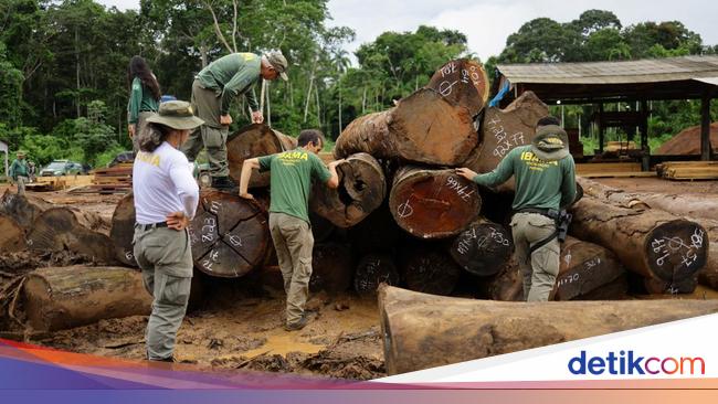 Petugas Lingkungan Brasil Gerebek Penebangan Liar di Amazon, Sita Ribuan Kayu