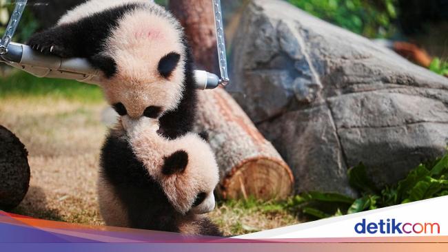 Potret Gemas Bayi Panda Kembar Saat Tampil Perdana di Hong Kong