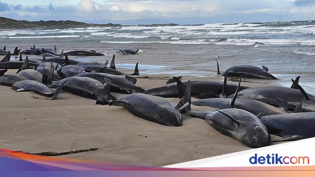 157 Paus Pembunuh Palsu Terdampar di Pantai Australia