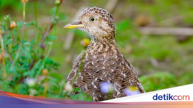 Dibantu AI, Hewan Langka Terdeteksi Muncul Lagi Setelah 30 Tahun