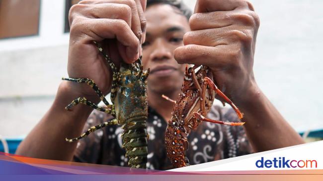 RI &amp; Vietnam Bentuk Tim buat Kembangkan Budidaya Lobster-Rumput Laut