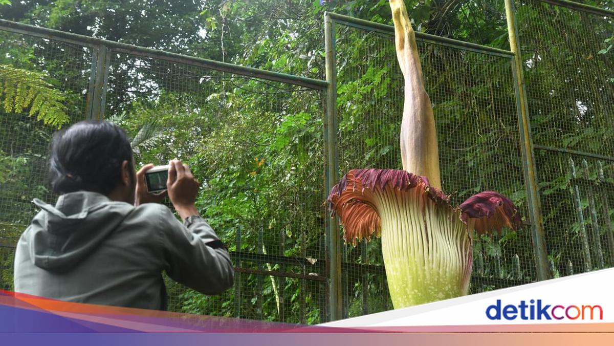 Potret Bunga Bangkai yang Mekar di Kebun Raya Cibodas