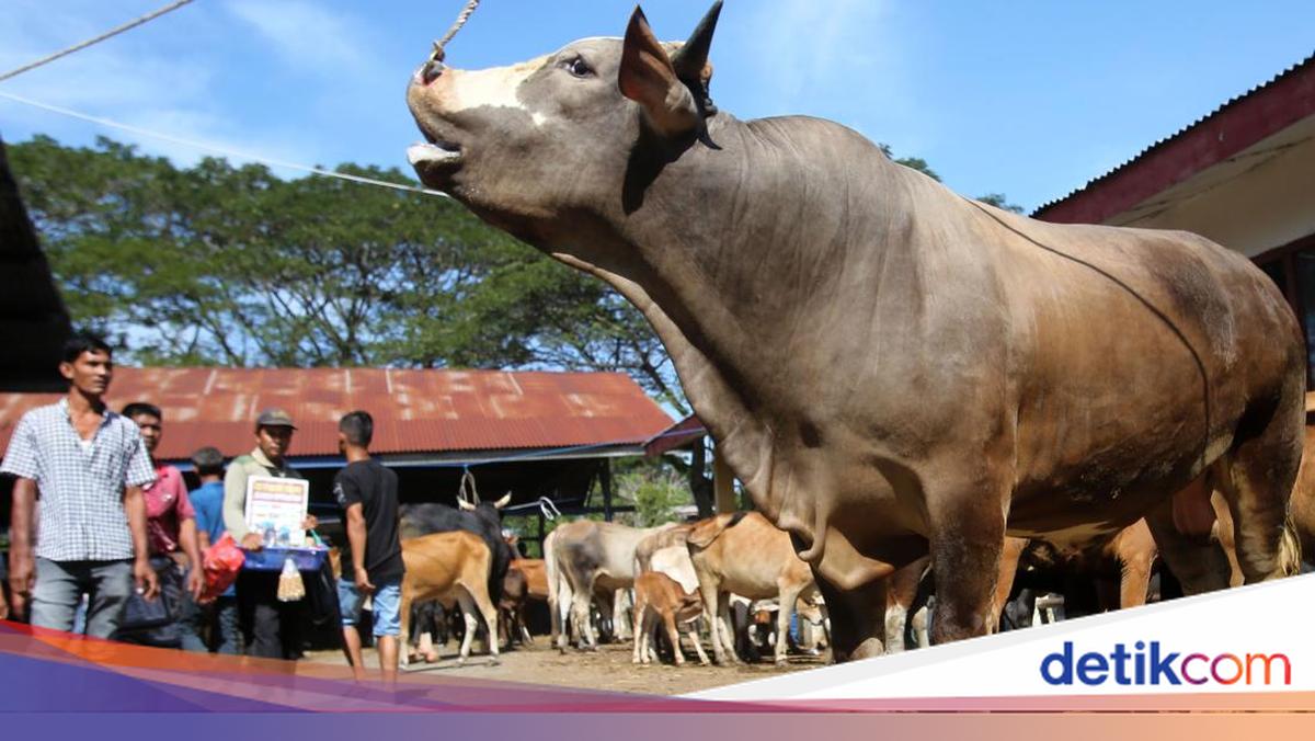 Aceh Harap Bantuan Sapi Meugang untuk 1.455 Desa Disalurkan Sebelum Ramadan