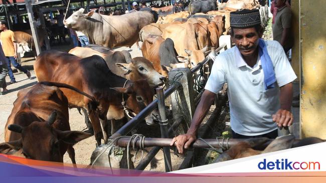 Potret Ramainya Pasar Hewan di Aceh Jelang Ramadan