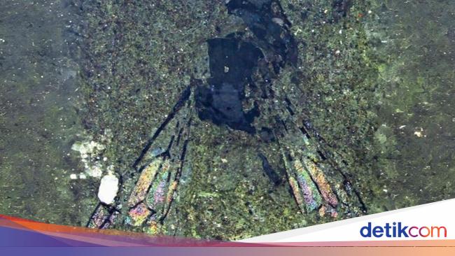 Fosil Lebah Berusia 14,6 Juta Tahun Ungkap Misteri Zealandia