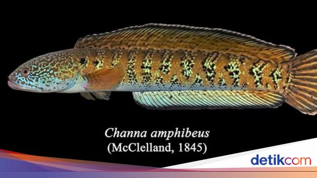 Corc Fish Rare cork fish is thought to be 80 years ago, eh reappeared – Archyde