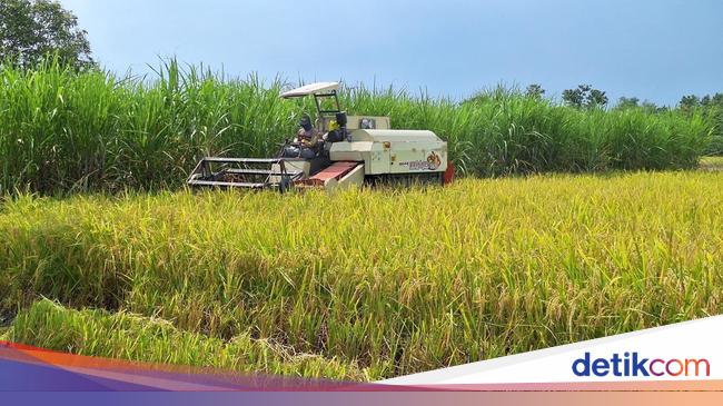 RI Mau Belajar dari Belanda, Pakai AI buat Sektor Pertanian