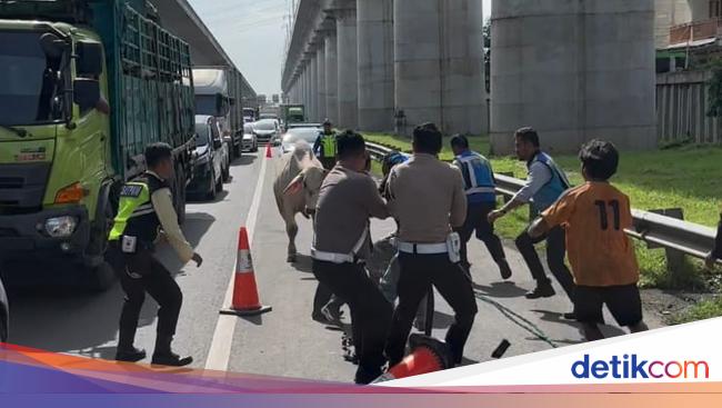 Capek Macet-macetan Ternyata Gara-gara Sapi Lepas di Tol Cikampek